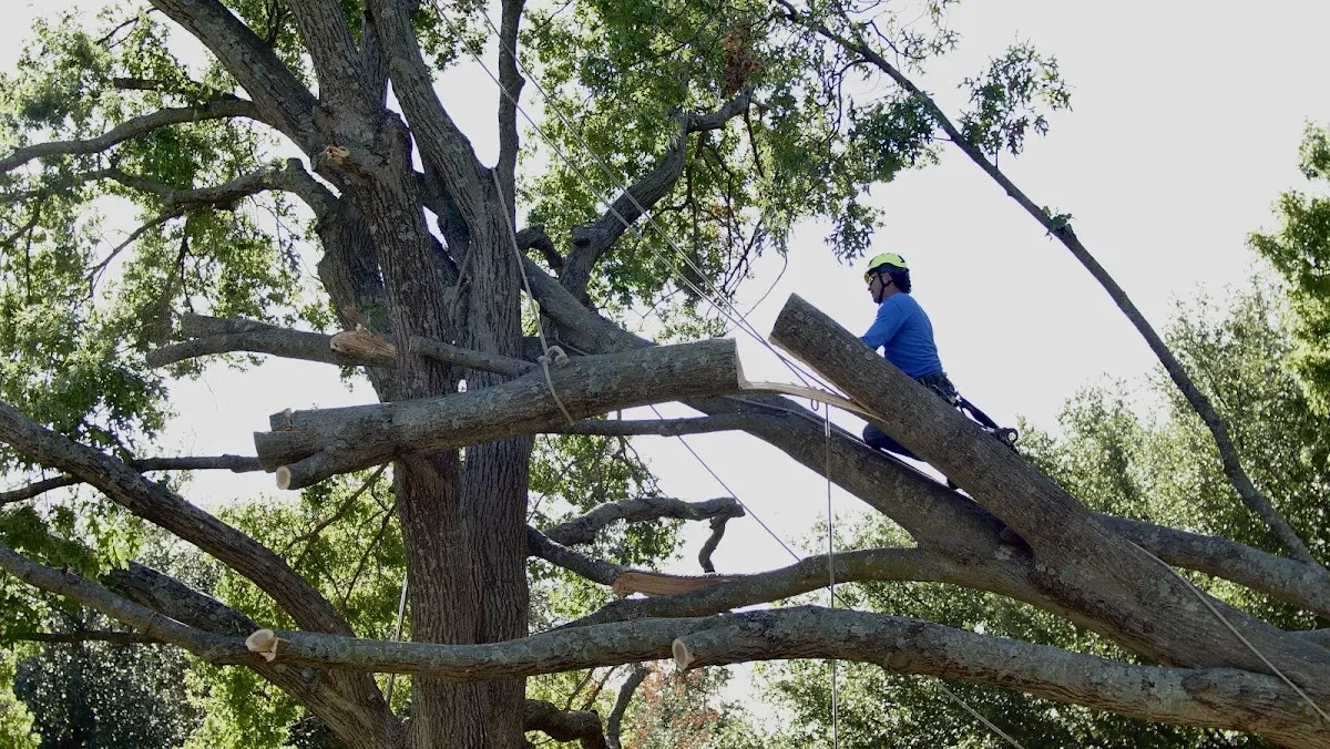 Professional Hazardous Tree Removal performed by certified arborists in Thompsons